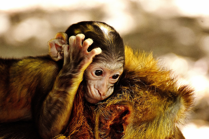 macaco, bebê macaco, macaco de Barbary, espécies ameaçadas de extinção, macaco montanha salem, animal, animal selvagem