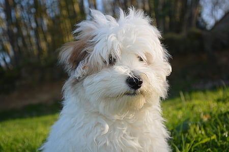 hond, puppy, katoen Tuléar, wit, dier, witte vacht, man