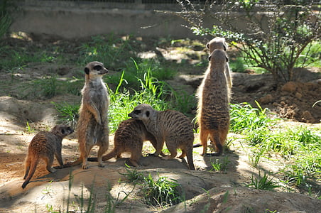 meerkat, dieren, nieuwsgierig
