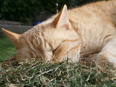 cat, dormant, sleep, hay, animal, pet