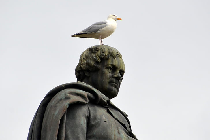 oconnel, dublin, ireland, statue, seagull, figure, city