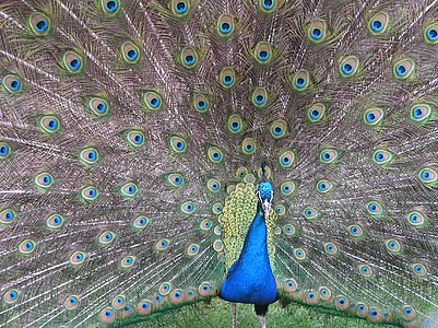 peacock, fan, tail, plumage, peafowl, pride, bird