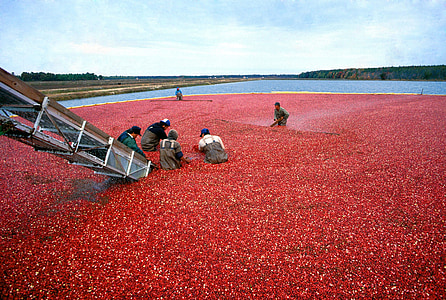 cranberry, harvest, red, organic, food, berry, fruit