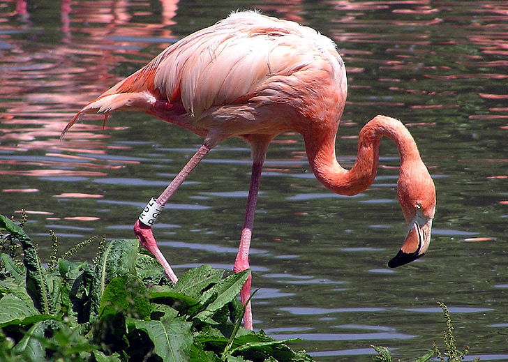 Flamingo, vogel, watervogels, roze, dierentuin, exotische, tropische