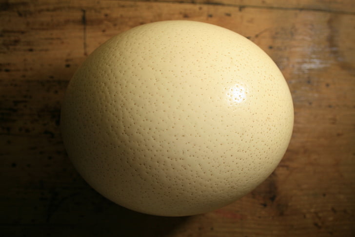 ostrich egg, shell, egg, ostrich, buff, dimpled, strong