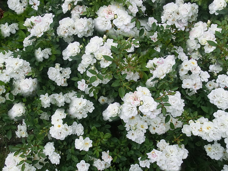 RAM de Roses, blanc, flor