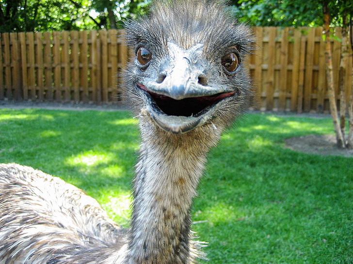 Emu, Vogel, Zoo, flugunfähige, Porträt, Kopf, Tierwelt
