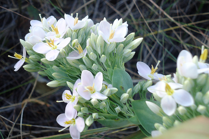 bloemen, blanke meisjes, delicate, natuur, Flora, witte bloem, bloem