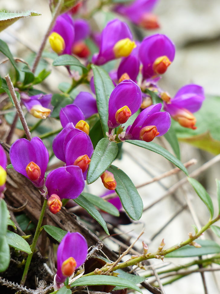 Polygala chamaebuxus, flor, floración, púrpura, violeta, flor, amarillo