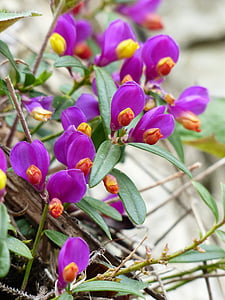 Polygala chamaebuxus, cvijet, cvatu, ljubičasta, ljubičasta, cvijet, žuta