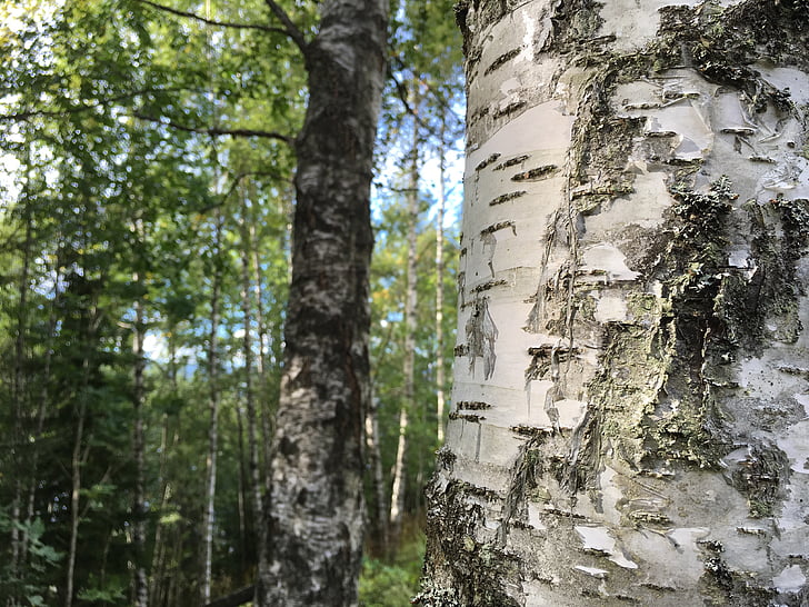 hutan, Birch, tiga, sifat, kayu tua, tekstur kayu, pohon