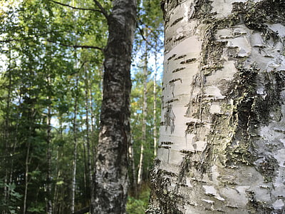 forest, birch, three, the nature of the, old wooden, wood texture, tree