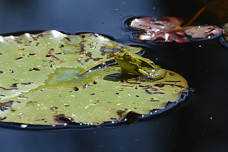 frog, pond, water, green, lily pond, lily pad, nature