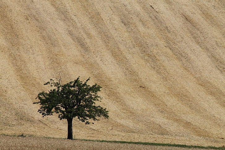 field, tree, lonely, wheat, nature, summer, dry