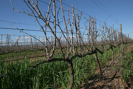 vineyard, wine, field, vine, grape, winery, agriculture
