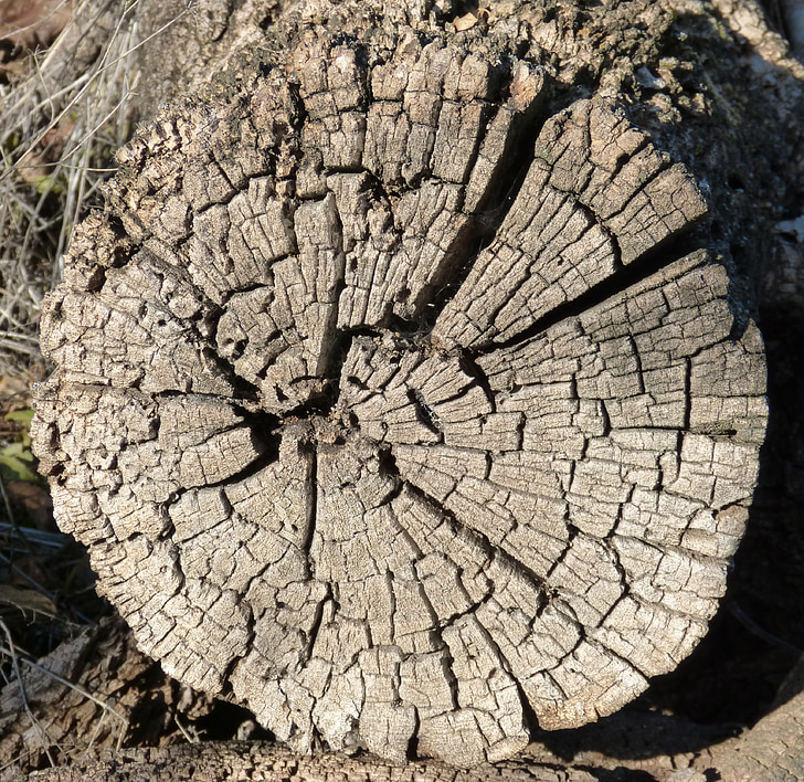 thân cây, mòn, cũ, cuartedado, gỗ