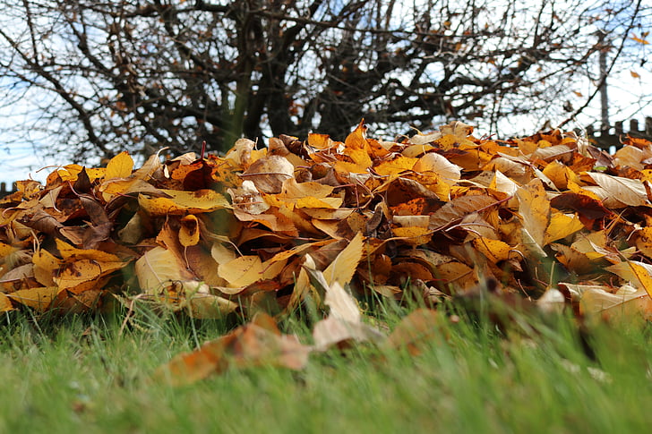 jeseni, listi, padec listje, zlati jeseni, minljivost