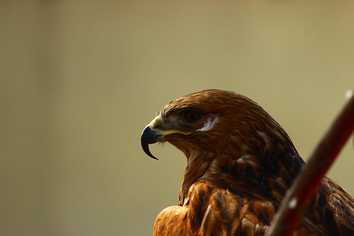 Hawk, po-faced, oiseau, nazar Khan, un animal, faune animale, animaux à l’état sauvage