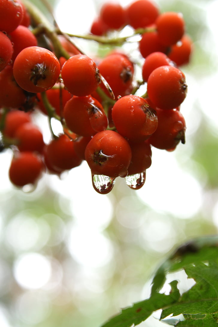fruit, rowan, tree, rain, nature, plant, the stem