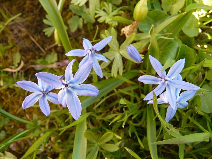 Zilla, blauwe ster te behalen, bloem, plant, bos bloemen, Scilla, giftig