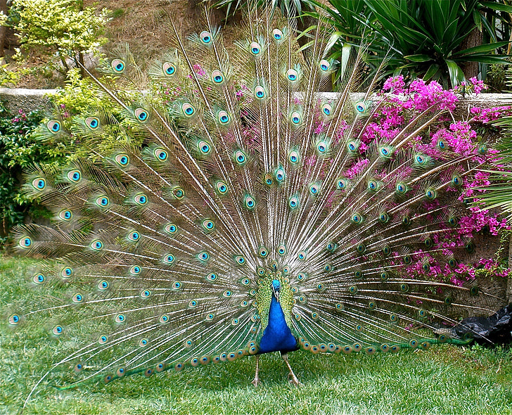 Peacock, verenkleed, vogel, Pauw, Fantail, staart, levendige