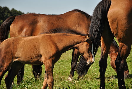 horse, prairie, foal