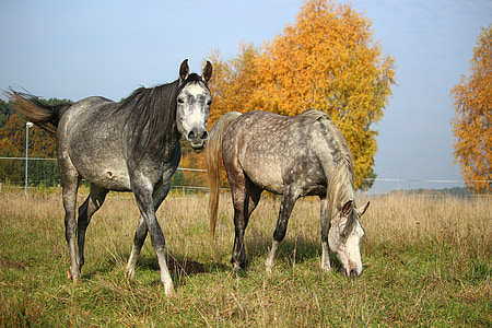 konj, čistokrvni arapski, Mare, kalup, jesen, pašnjak, griva
