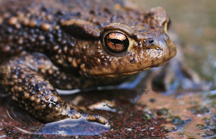 animal, close-up, frog, macro, toad, animals in the wild, one animal
