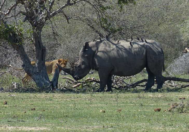 Južna Afrika, Nosorog, Bijeli nosorog, lav, Grabežljivac, susret, stepa