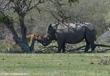 Sydafrika, Rhino, vit noshörning, lejon, Predator, möte, stäppen
