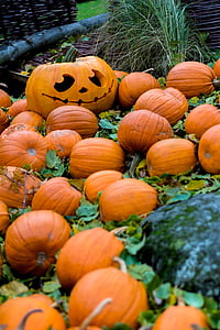 Halloween, otoño, calabaza