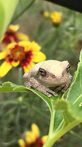 frog, toad, flower, plant, green, yellow, spring