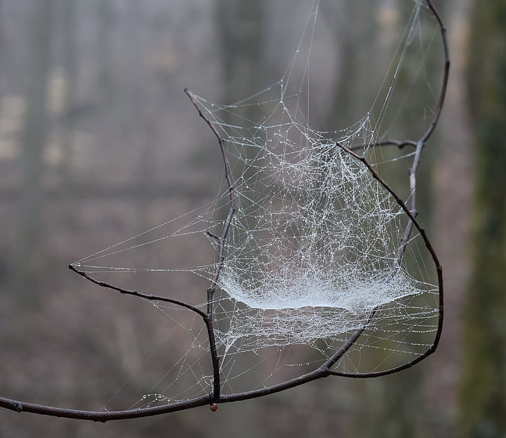 spiderweb with raindrops, rain, nature, tree, plant, a night's spinning, spider
