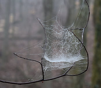 Spiderweb z deszczu, deszcz, Natura, drzewo, roślina, nocny spinning, Pająk