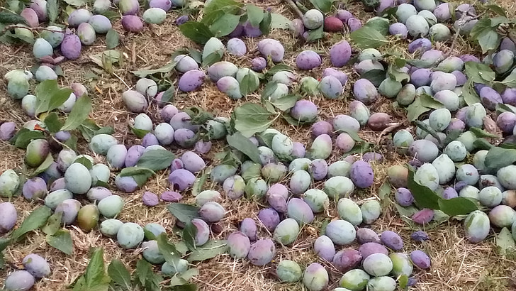 plums, harvest, ripe