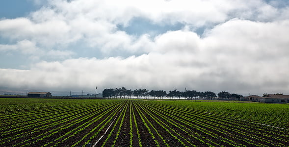 California, Panorama, azienda agricola, rurale, delle colture, Alba, cielo