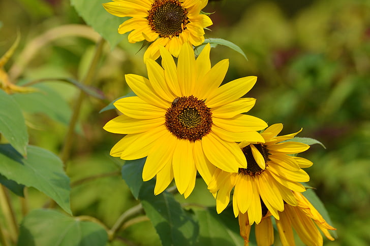 sunflower, yellow, late summer, blossom, bloom, garden, yellow flower