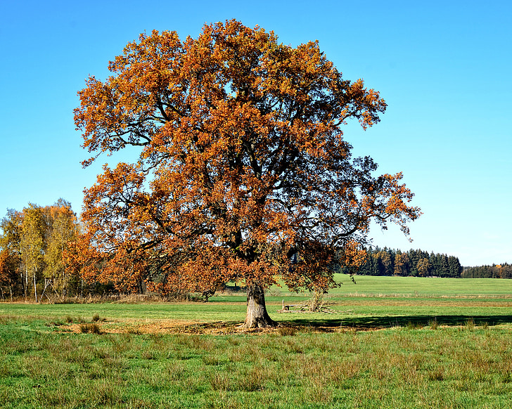 albero, individualmente, autunno, foglie, cielo, paesaggio, stato d'animo