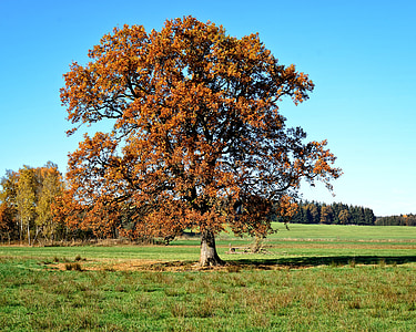 strom, jednotlivo, jeseň, listy, Sky, Príroda, nálada