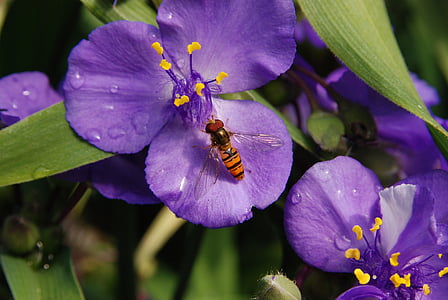 flower, purple, nature, bug, wasp, pestle, pollen