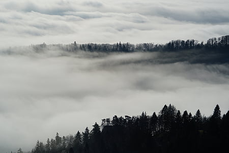 fog, nebellandschaft, forest, trees, belchenflue, jura, eastern jura