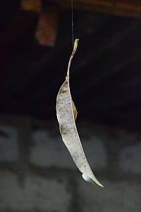 dry leaf, leaf on web, spider web, leaf, float, sri lanka, autumn