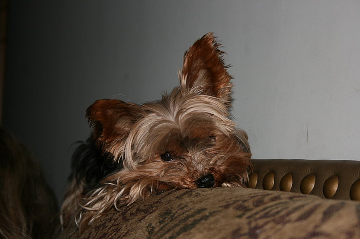 Yorkie, Terrier, cane, animale domestico, Canino, Yorkshire terrier, carina
