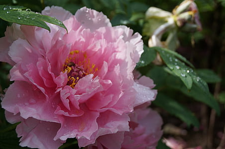 kwiat, piękno, roślina, naturalne, ogród botaniczny, kolor różowy, Piwonia