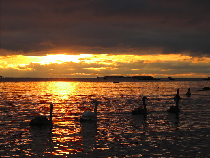 swans, sunset, swimming, mute, adult, cygnets, reflection