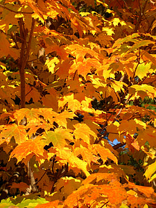Maple, árvores, amarelo, Ramos, sol, dourado, luz