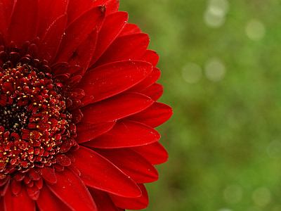 Gerbera, červená, květ, okvětní lístky, květ, Bloom, Detailní záběr