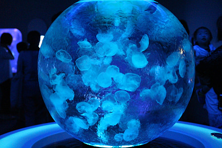aquarium, jellyfish, sea