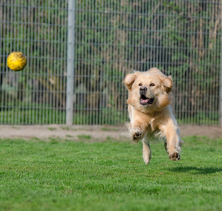 golden retriever, animal shelter, dog pension, kennels, dog runs after ball, ball hunting, motion recording