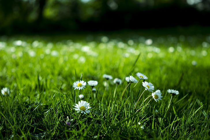 virágzó, Blossom, blur, világos, közeli kép:, százszorszépek, környezet
